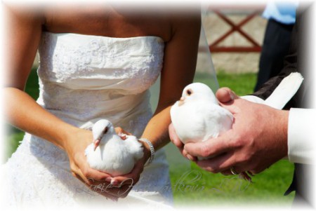 Vypouštění svatebních holubic