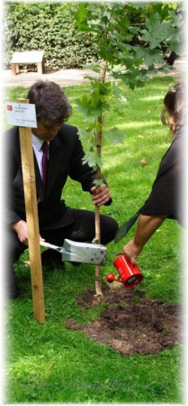 Sázení svatebního stromu